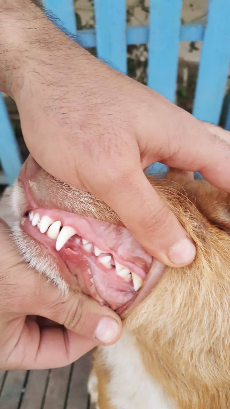 Adeline (fka Clementine)  